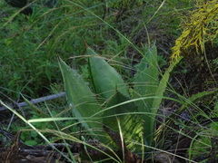 Agave bovicornuta
