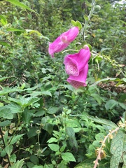 Digitalis purpurea