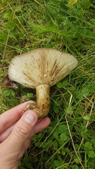 Lactarius sordidus