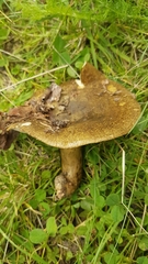 Lactarius sordidus