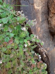 Lobelia ardisiandroides