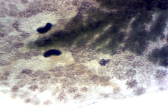 Girardia tigrina