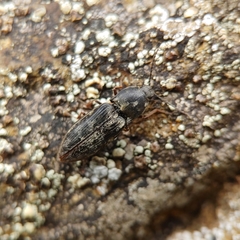 Prosternon aurichalceum