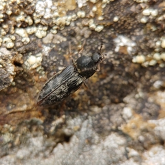 Prosternon aurichalceum