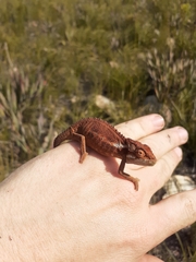 Bradypodion gutturale