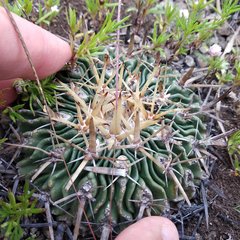 Echinofossulocactus crispatus