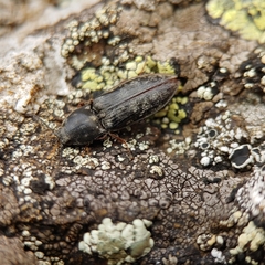 Prosternon aurichalceum