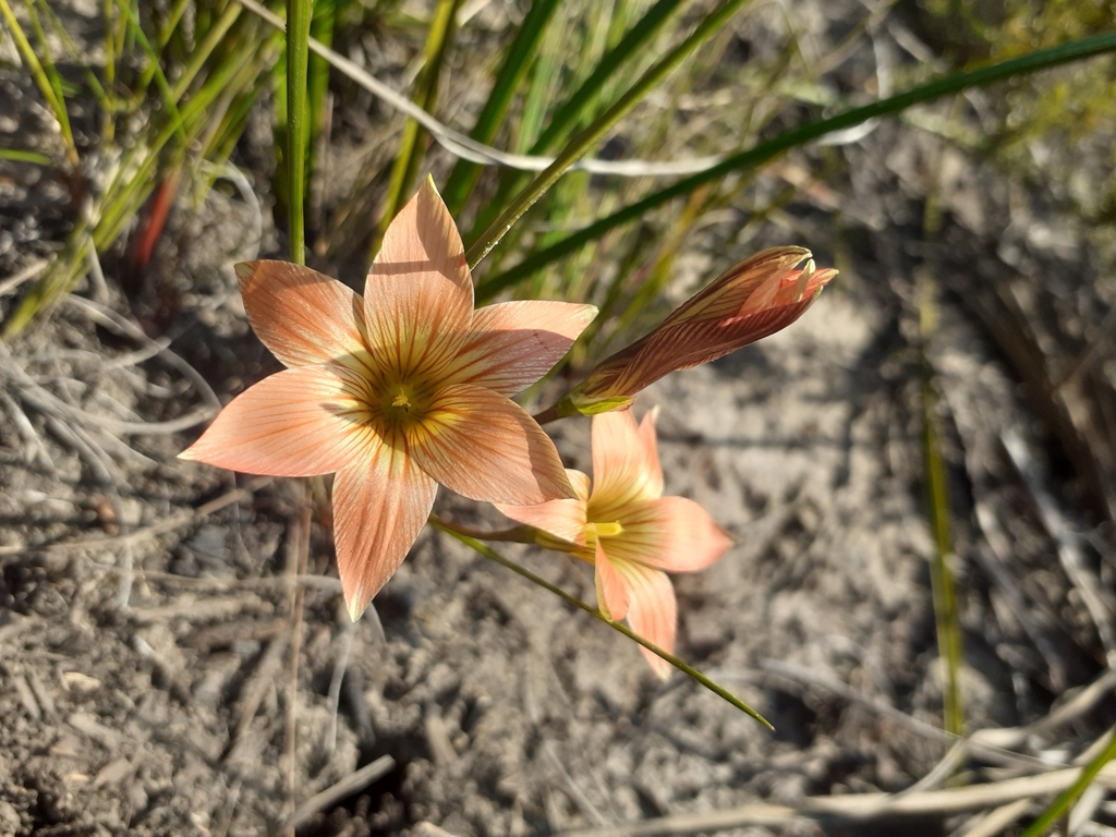 Romulea jugicola, Eden, ZA-WC, ZA