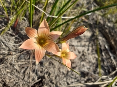 Romulea jugicola