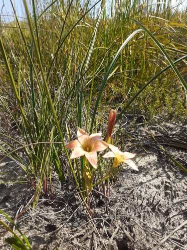 Romulea jugicola
