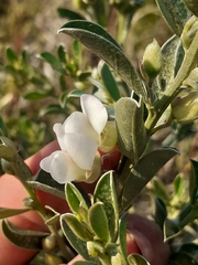 Podalyria myrtillifolia