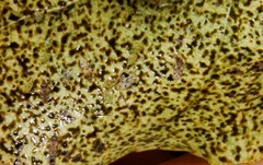 Monosteira unicostata