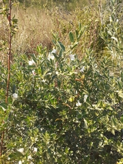 Podalyria myrtillifolia