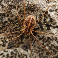 Mitopus