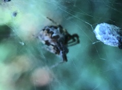 Metepeira labyrinthea