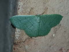 Phaiogramma faustinata