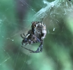 Metepeira labyrinthea