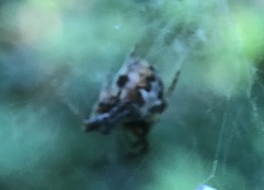 Metepeira labyrinthea