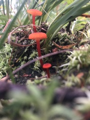 Pseudohygrocybe