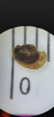 Ancylus fluviatilis
