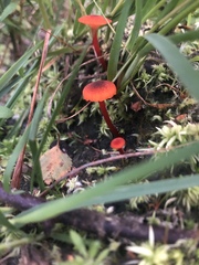 Pseudohygrocybe
