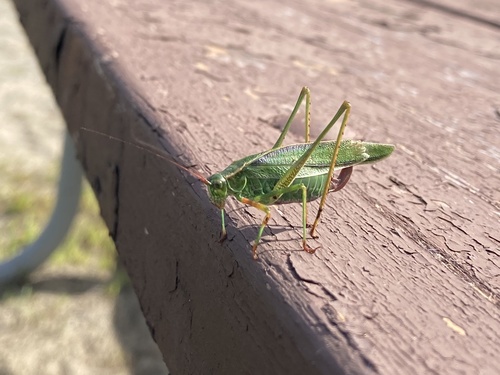 Treetop Bush Katydid photo 5