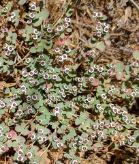 Euphorbia polycarpa polycarpa
