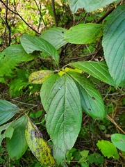 Rhamnus alnifolia