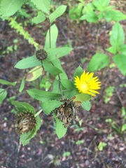 Grindelia adenodonta