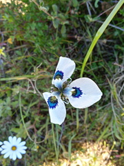 Moraea aristata