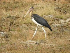 Leptoptilos javanicus