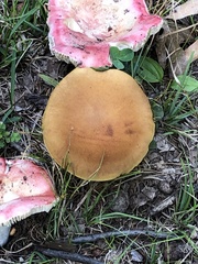 Russula