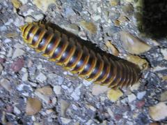 Rhysodesmus texicolens