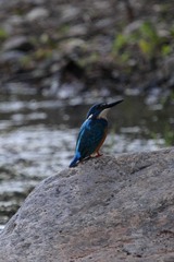Alcedo semitorquata