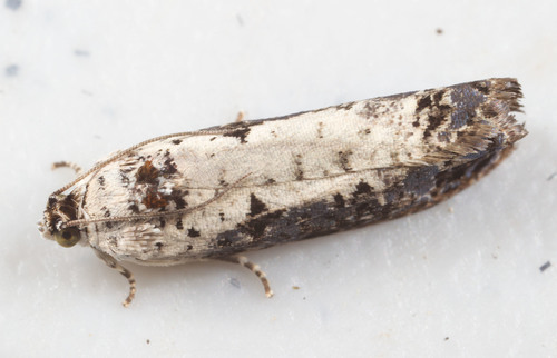 White-backed Marble