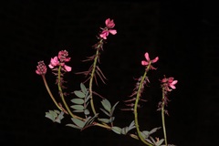 Indigofera karooica