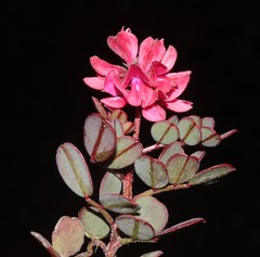 Indigofera karooica