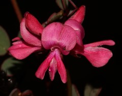 Indigofera karooica