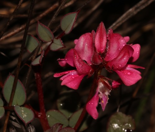 Image of Indigofera karooica by (c) Brian du Preez, some rights reserved (CC BY-SA)