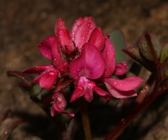 Indigofera karooica
