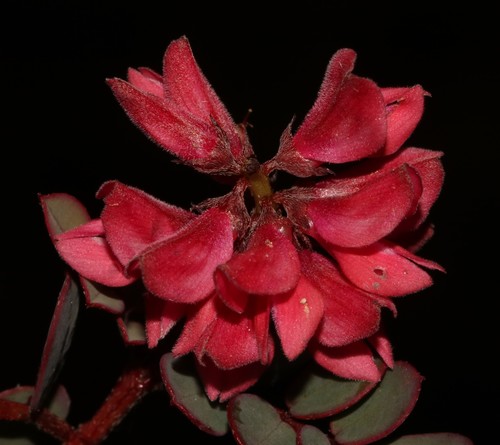 Image of Indigofera karooica by (c) Brian du Preez, some rights reserved (CC BY-SA)