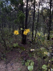 Silphium terebinthinaceum
