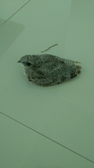 Chordeiles acutipennis