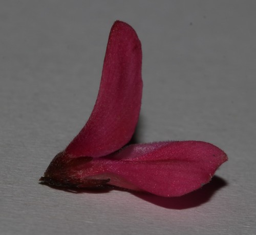 Image of Indigofera karooica by (c) Brian du Preez, some rights reserved (CC BY-SA)