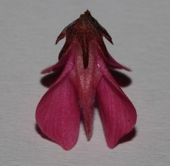 Indigofera karooica