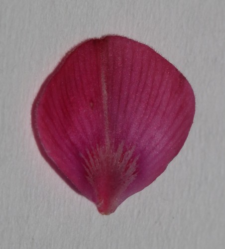 Image of Indigofera karooica by (c) Brian du Preez, some rights reserved (CC BY-SA)