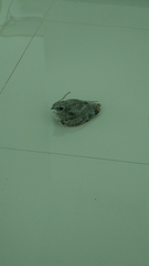 Chordeiles acutipennis