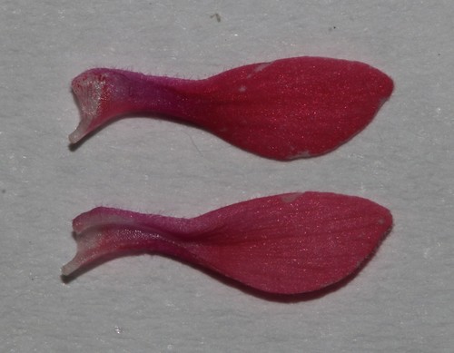 Image of Indigofera karooica by (c) Brian du Preez, some rights reserved (CC BY-SA)