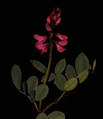 Indigofera karooica