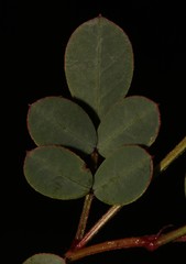 Indigofera karooica